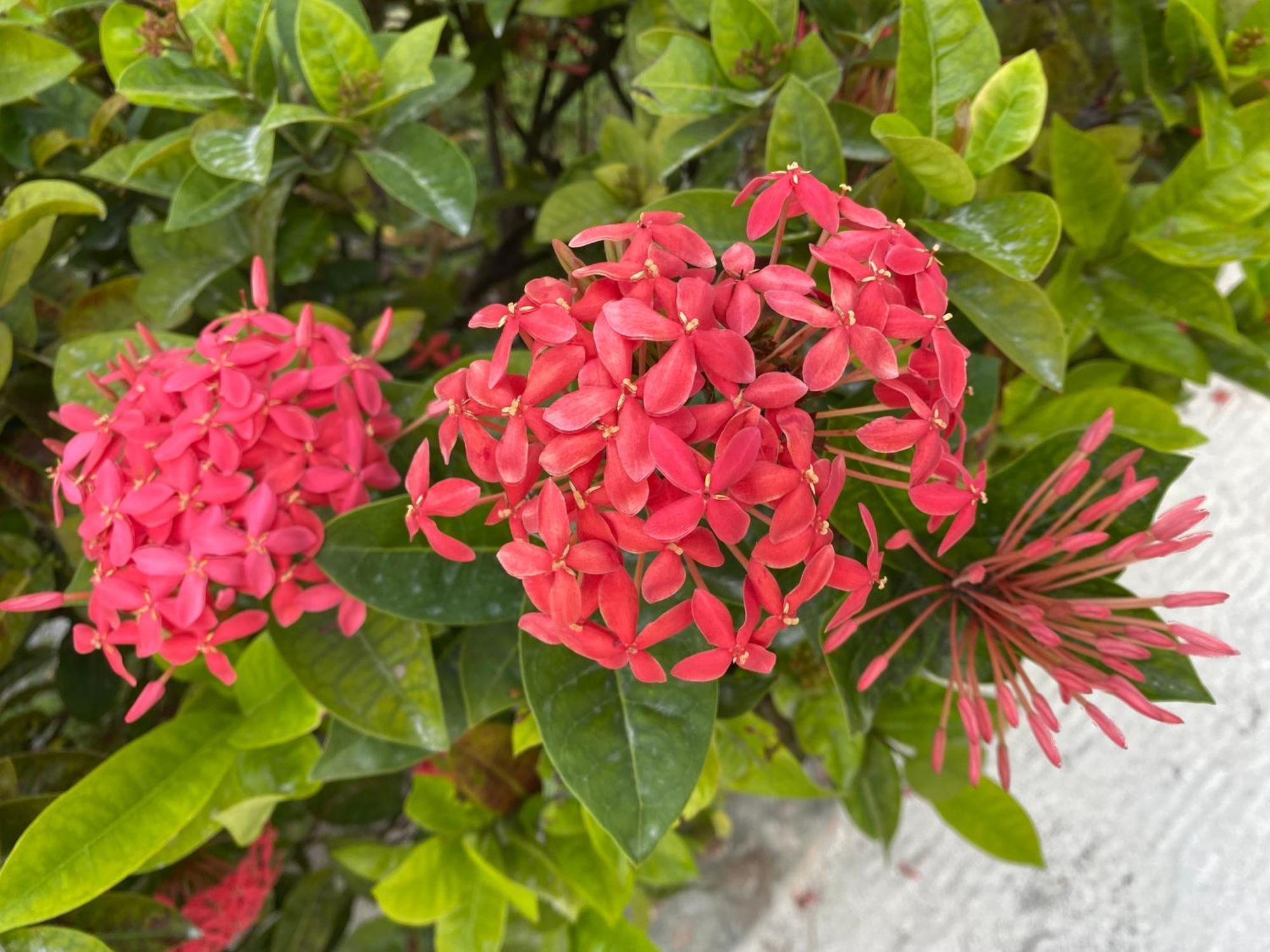 St. George'S Caye Resort Белиз Сити Екстериор снимка